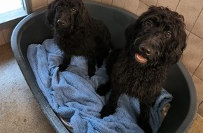 Polizeidirektion Flensburg: POL-FL: Medelby/Holt: Sieben Hunde aufgefunden - Hinweise erbeten