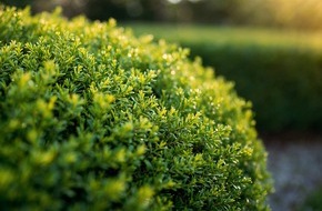 goodRanking Online Marketing Agentur: Hecken als lebendiger Rahmen für den Garten
