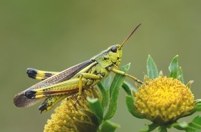 Universität Osnabrück: Praxisprojekt für den Insektenschutz: Bundesumweltministerium fördert angewandtes Forschungsvorhaben der Universität Osnabrück