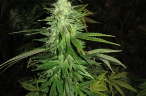 Polizeidirektion Bad Segeberg: POL-SE: Halstenbek: Sicherstellung einer Cannabisindoorplantage