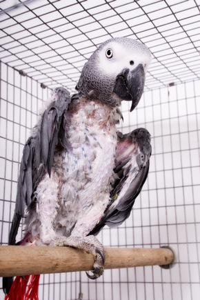 Liked to death: Wie soziale Medien den illegalen Wildtierhandel befeuern