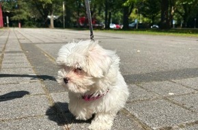 Polizeipr&auml;sidium Rostock: POL-HRO: Halter gesucht - Malteser Welpe in Rostock aufgefunden