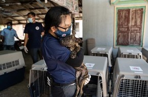 VIER PFOTEN - Stiftung für Tierschutz: Un million de chiens tués : QUATRE PATTES fait fermer un abattoir au Cambodge