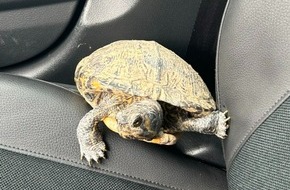 Polizeiinspektion Kirn: POL-PIKIR: Tierischer Besuch auf der Polizeidienststelle - Schildkr&ouml;te in der Kirner Altstadt aufgefunden