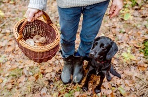 Bavarian Nordic GmbH: Der goldene Herbst lockt zu Waldaktivitäten - Schützen Sie sich mit einer Impfung vor FSME