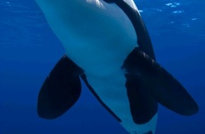 ProSieben MAXX: ProSieben MAXX lässt die Meeresriesen los: "Big Ocean Day" mit BBC EARTH-Reportagen und der Kino-Doku "Blackfish" am 1. Januar 2015