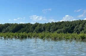 Global Nature Fund: Gemeinsames Mangroven-Projekt: GNF und TUI Care Foundation f&ouml;rdern Klima- und K&uuml;stenschutz