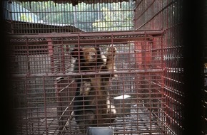 VIER PFOTEN - Stiftung für Tierschutz: Un ours doré parmi les sept ours sauvés par QUATRE PATTES au Vietnam