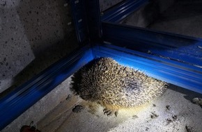 Freiwillige Feuerwehr Werne: FW-WRN: TH1 - Igel in einer Garage unter einem Schwerlastregal eingeklemmt