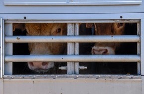 VIER PFOTEN - Stiftung für Tierschutz: De retour en Espagne, les 1’610 bovins de l’Elbeik vont être abattus