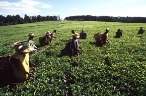 Deutscher Teeverband e.V.: Kenia - größter Tee-Exporteur der Welt / Eine afrikanische Erfolgsstory: Kein anderes Land der Welt exportiert mehr Tee als Kenia