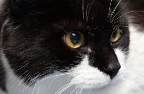 Berufsgenossenschaft für Gesundheitsdienst und Wohlfahrtspflege (BGW): Gefährlicher Bakteriencocktail: Katzenbisse sind nicht harmlos