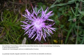 Schweizerischer Nationalfonds / Fonds national suisse: FNS: Image du mois novembre 2008: Plantes envahissantes