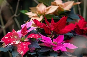 Stars for Europe GbR: Mit Farbe gegen den Herbstblues: Weihnachtssterne sind dekorativ und gut für die Stimmung