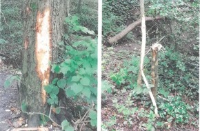 Polizeiinspektion Hameln-Pyrmont/Holzminden: POL-HM: Mehrere Bäume im Stadtwald von Hessisch Oldendorf beschädigt - Polizei ermittelt