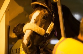 FEI Fédération Equestre Internationale: Mögen die Spiele beginnen! Die ersten olympischen Pferde treffen in Rio de Janeiro ein!