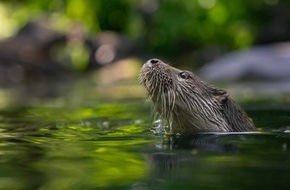 Hessisches Landesamt für Naturschutz, Umwelt und Geologie: Naturschutzerfolg: Seit zehn Jahren wieder Fischotter in Hessen