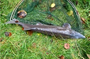 Polizeiinspektion Hameln-Pyrmont/Holzminden: POL-HM: Zuchtfische aus Teiche entwendet - mehrere tausend Euro Schaden - Zeugenaufruf!