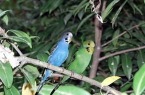 ZZF – Zentralverband der Heimtierbranche e.V.: PRESSEMITTEILUNG: ZZF fordert differenzierte Diskussion über das Risiko von Zoonosen beim Handel mit als Heimtieren gehaltenen Wildtieren