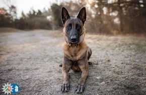 Polizei Duisburg: POL-DU: Untermeiderich: Rauschgiftspürhund findet Drogen bei Durchsuchung