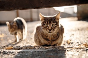 Schweizer Tierschutz STS: Medienmitteilung: Kennzeichnungs- und Registrierungspflicht für alle Katzen - STS ist erfreut über Entscheid des Bundesrats