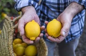 Lemon from Spain: European lemon, an example of sustainability at every level