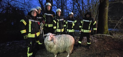 Freiwillige Feuerwehr Breckerfeld: FW-EN: Schaf steckt in Tümpel fest - Tierrettung in Breckerfeld