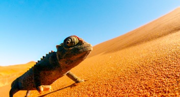 AFRIKA - DAS MAGISCHE KÖNIGREICH / Ab 5. März 2015 im Kino