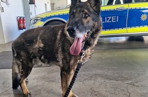 Polizeipr&auml;sidium Offenburg: POL-OG: Haslach im Kinzigtal - Gl&uuml;ckliches Ende nach Hundesuche - Hinweise der Polizei