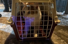 Freiwillige Feuerwehr Celle: FW Celle: Katze aus Baum gerettet