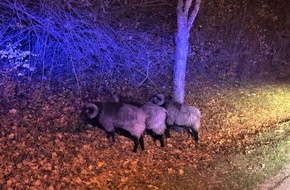 Polizeidirektion Pirmasens: POL-PDPS: Drei Schafe auf nächtlicher Erkundungstour