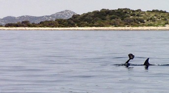 Behinderter Adria-Delfin erneut nahe Zadar gesichtet