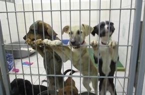 Bundespolizeiinspektion Chemnitz: BPOLI C: Illegaler Hundetransport gestoppt