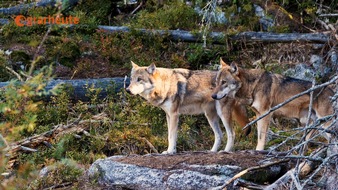 dlv Deutscher Landwirtschaftsverlag GmbH: Pferdehalter und Bauern verzweifelt über Rückkehr des Wolfes