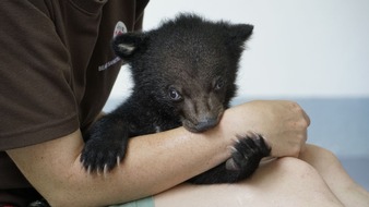 VIER PFOTEN - Stiftung für Tierschutz: QUATRE PATTES sauve un ourson victime du commerce illégal d'animaux sauvages au Vietnam