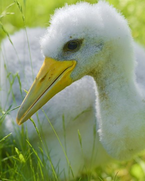 Tierischer Nachwuchs in Tripsdrill