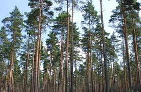 Deutsche Bundesstiftung Umwelt (DBU): DBU Naturerbe stellt Managementplan für Rüthnicker Heide vor