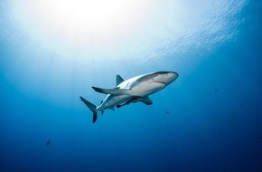 IFAW - International Fund for Animal Welfare: CITES: Wegweisende Entscheidungen zum Schutz bedrohter Haiarten getroffen