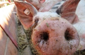 Demobetriebe Ökologischer Landbau: Kriegen Schweine Sonnenbrand?