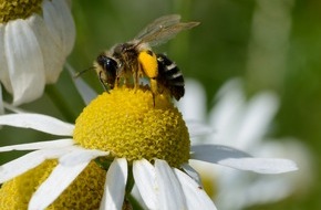 EDEKA ZENTRALE Stiftung & Co. KG: EDEKA und WWF: "Landwirtschaft für Artenvielfalt" wird auf Obstanbau ausgeweitet - Bio-Apfelsaft gibt's jetzt mit Artenschutz-Plus
