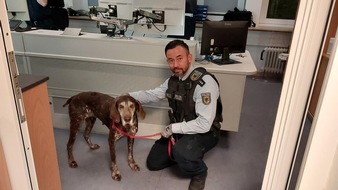 Bundespolizeiinspektion Hamburg: BPOL-HH: Pl&ouml;tzlich war Jagdh&uuml;ndin "Jackie" im Menschenpulk der Fahrg&auml;ste an Hamburger S-Bahnstation verschwunden...- Gl&uuml;ckliche "Familienzusammenf&uuml;hrung" Happy End am PK 26-