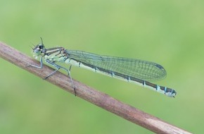 BUND: ++ Die Mond-Azurjungfer ist Libelle des Jahres 2024 – Bestände der seltenen Kleinlibelle fast vollständig eingebrochen ++