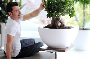 Blumenbüro: Ficus ist Zimmerpflanze des Monats Februar / Der exotische Ficus verbreitet Ruhe und Entspannung (mit Bild)
