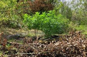 Polizeipräsidium Mainz: POL-PPMZ: Nierstein - Dexheim; Cannabisplantage zwischen Nierstein und Dexheim aufgefunden