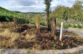 Polizeidirektion Mayen: POL-PDMY: Brand im Weinberg oberhalb von Dernau