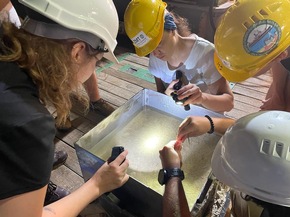 Mit dem Seegras-Taxi unterwegs: Wie Foraminiferen von der Küste in die Tiefen des Roten Meeres gelangen