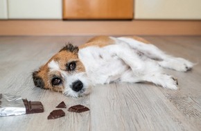 Bundesverband für Tiergesundheit e.V.: Sicher durch die Weihnachtszeit: Worauf Tierhalter jetzt achten müssen