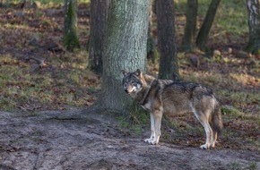 Schweizer Tierschutz STS: Revision Jagdverordnung: Ungenügende Kosmetik / Stellungnahme Schweizer Tierschutz STS