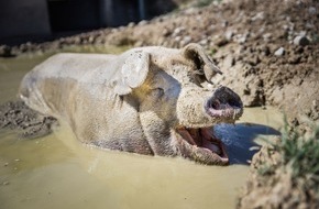 VIER PFOTEN - Stiftung für Tierschutz: En Suisse aussi, l’élevage intensif a de quoi couper l’appétit