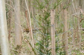 Bergwaldprojekt e.V.: Für Hessens größtes Eibenvorkommen: Bergwaldprojekt-Freiwillige kommen nach Wehretal, um Eiben zu schützen und zu fördern